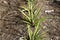 Young pineapple plants growing in a row