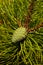 A young pinecone surrounded by long needles of black pine.