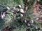 Young pinecones on redwood tree