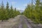 Young pines along the park path. Pine coniferous park ate cedar larch early spring