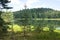 Young pines on the shore of lake