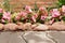 Young pink Begonia plants