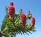 Young pink fir cones