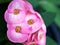 Young pink flower with sunshine ,Crown of thorns in garden with soft focus ,macro image and blurred background ,sweet color