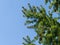 Young pink males pine cones on a spruce Picea omorika top on blue sky background. Branches with short striped needles