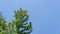 Young pink males pine cones on a spruce Picea omorika top on blue sky background. Branches with short striped needles