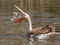 Young pink pelican playing