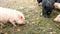 Young pink piglet and old brown pigs are grazing fresh green grass on dray clay