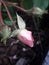 Young pink rose bud newly growing