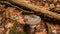 A young pink toadstool hidden next to a stump