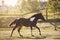 Young pinto gelding horse galloping alongside fence in paddock on church background