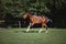 Young pinto gelding horse galloping in green field on forest background