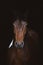 Young pinto gelding horse isolated on dark black background