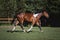 Young pinto gelding horse trotting in green field in paddock on forest background