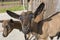 Young Pinzgauer goat in summertime