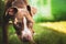 Young pitbull Staffordshire Bull Terrier in garden looks towards camera background portrait