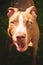 Young pitbull Staffordshire Bull Terrier in garden looks towards camera with tongue out portrait