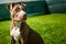 Young pitbull Staffordshire Bull Terrier in garden sits on grass with floppy ears background