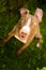 Young pitbull Staffordshire Bull Terrier in garden sits and looking up towards camera