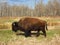 Young Plains Bison in Evening Light, Elk Island National Park, Alberta, Canada