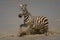 Young plains zebra splashes through muddy lake