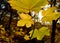 Young planetree branch and leaves autumn season