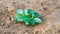 Young plant of Ashwagandha or Withania somnifera growing on ground. Indian medicinal plant