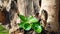 Young plant of Ashwagandha or Withania somnifera growing on tree branch. Indian medicinal plant