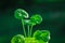 Young plant on blur green nature background. Concept eco earth day. Pelargonium growing in sunshine