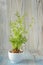 Young plant of carrots, seedling into toy pail pot on wooden background. Soft selective focus, rustic backdrop. Winter carrot plan