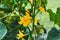 Young plant cucumber with yellow flowers, close-up on the background of leaves