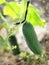 Young plant cucumber with yellow flowers. Juicy fresh cucumber close-up macro on a background of leaves