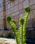 Young plant fern against the background of a wall