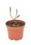 young plant in a flower pot on a white background