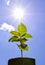 Young plant fresh new life sun power flare