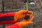 Young plant garlic in the hands of an agronomist wearing gloves. The concept of vegetable breeding, plant protection and yield