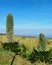 Young plant giant lobelia & x28;Lobelia deckenii& x29; in the high altitude moorland zone of Mount Kenya