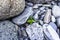 Young plant with green leaves sprouted among large gray pebble stones. Natural background with copy space