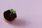 Young plant grow in egg shell. Easter decoration. Green plant in egg-shell on the pink background.