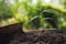 Young plant growing on brown soil with shovel