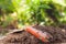 Young plant growing on brown soil with shovel on green bokeh background