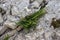 young plant growing in a crack in a rock in the mountain