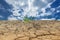 Young plant growing on drought land under the sky