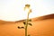 A young plant growing on a dry desert land at sunrise. Rebirth, hope, new life beginnings and spring season concept.