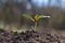 Young plant growing in garden with sunlight. Earth day concept