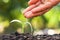 young plant growing and hand watering