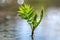 Young plant growing in puddle of water.