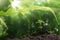 Young plant growing under long leave with sunrise in forest