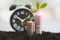 Young plant growing up on coin and clock standing on soil. Money growth concept. Financial planning and time to saving money