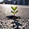 A young plant grows on asphalt on a sidewalk in the city